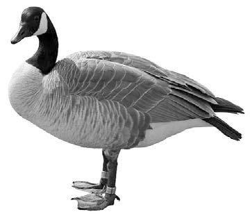 Attention Goose Hunters Early September Goose Hunt In early 2013, the Canadian Wildlife Service announced changes to the Canada goose hunting season and daily bag limit that remain in effect for the