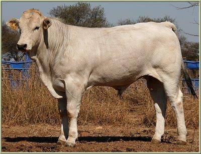 Chianina Color(s): White to a steel gray Horned/Polled: