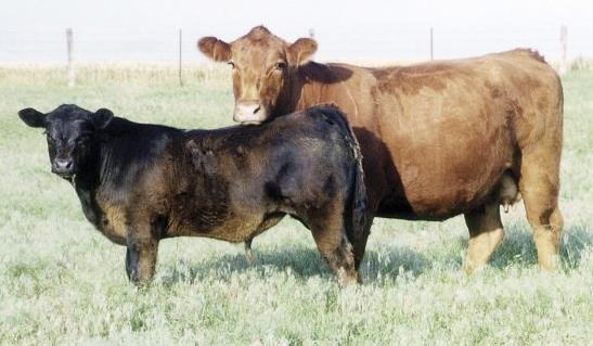 Limousin Color(s): Golden red to black Horned/Polled: Both