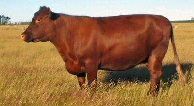 Red Poll Color(s): light to dark red in color Horned/Polled: Polled