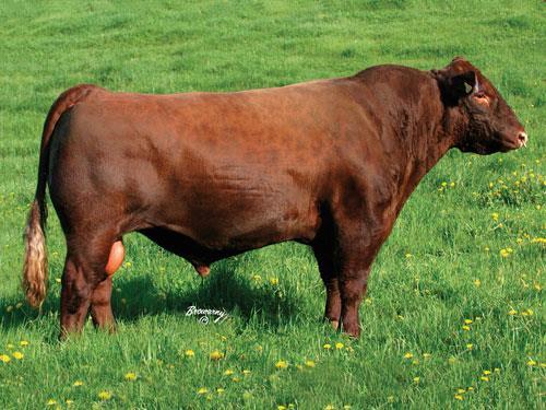 Shorthorn Color(s): Red, white, or roan.