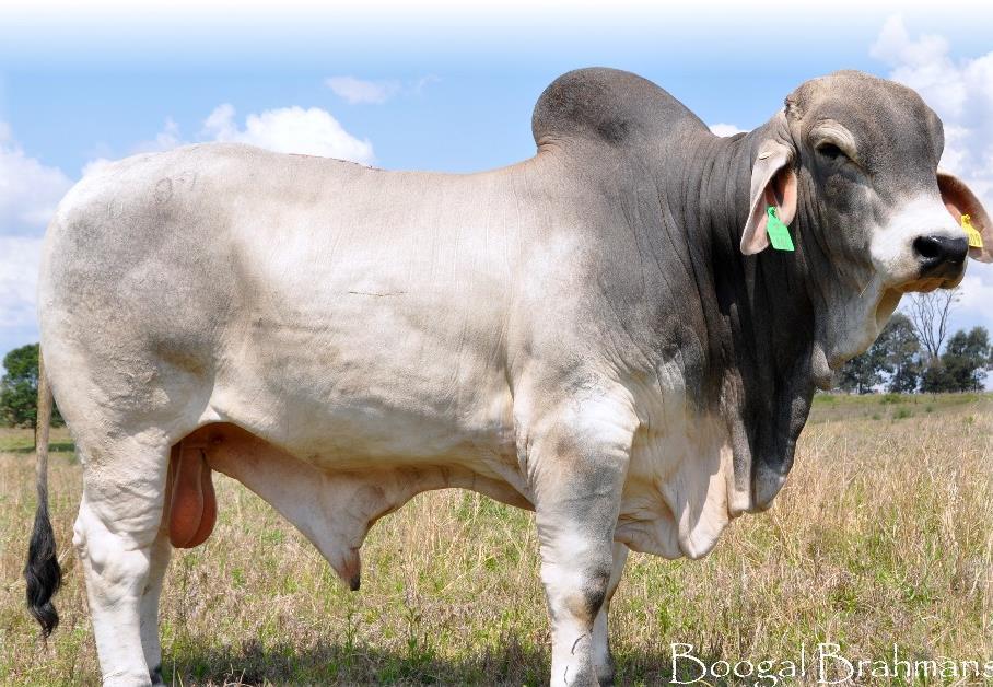 Brahman Color(s): Can vary (predominantly gray/red) Horned/Polled: Both