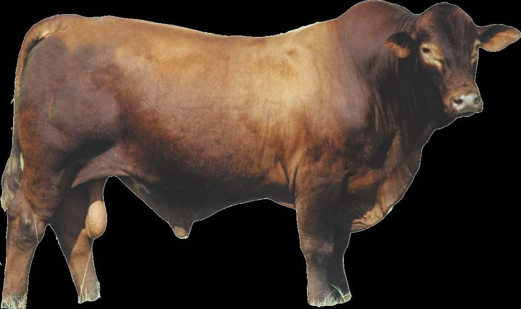 Kentucky 4-H Livestock