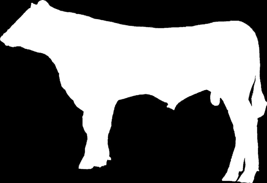 External Parts of Beef Cattle Kentucky 4-H Livestock Volunteer