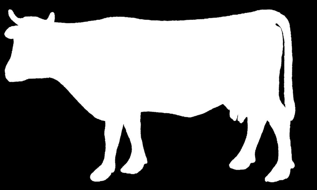 Skull Skeletal Beef Cattle Anatomy Atlas Joint Cervical Vertebrae Thoracic Vertebrae Lumbar Vertebrae Sacral Vertebrae Coccygeal Vertebrae Ischium Ilium Hip Joint Scapula Shoulder Joint Humerus