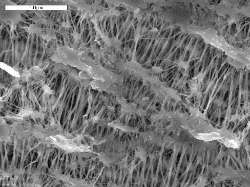 Figure 4-1: SEM image of the EPTFE pore structure.