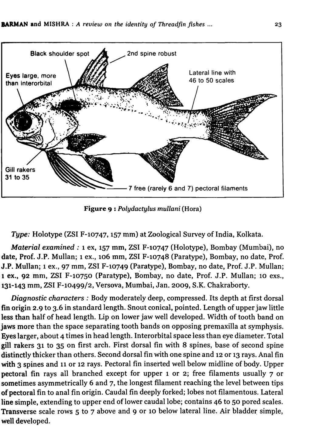 &ARMAN and MISHRA : A revielu on the identity of Threadfin fishes... 23 /,,2nd spine robust Eyes large, more than interorbital Lateral line with 46 to 50 scales. - '~", '. \ :.. \ V / ".'.~:. ~'...."_~.