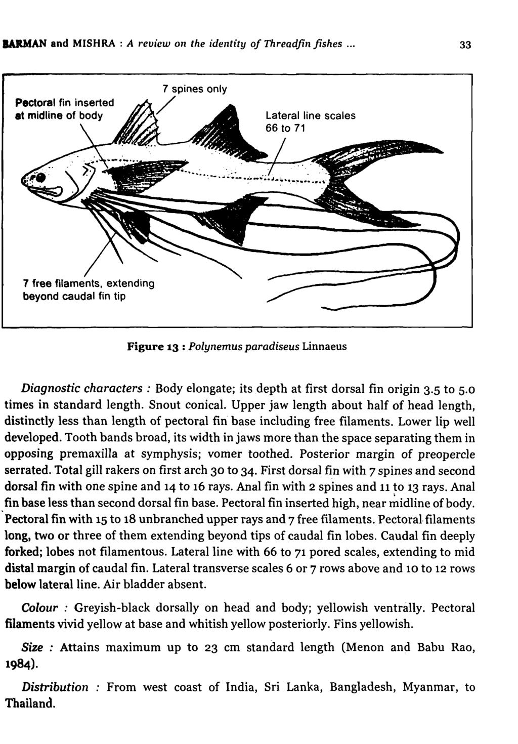 BARMAN and MISHRA : A "evicw on the identity of Threadfin fishes... 33 Pectoral fin inserted at midline of body 7 spines only / Lateral line scales 66 to 71 7 free filaments.