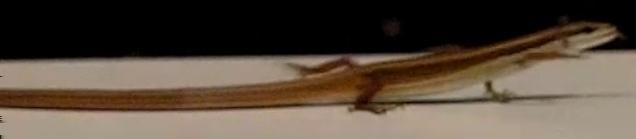Locomotion studies and modeling of the long-tailed lizard Takydromus sexlineatus Konstantinos Karakasiliotis*, Kristiaan D Août, Peter Aerts and Auke Jan Ijspeert, Member, IEEE Abstract Morphology is