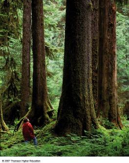 Types of Forests Ø Old-growth forest: uncut or regenerated forest that has not been seriously disturbed
