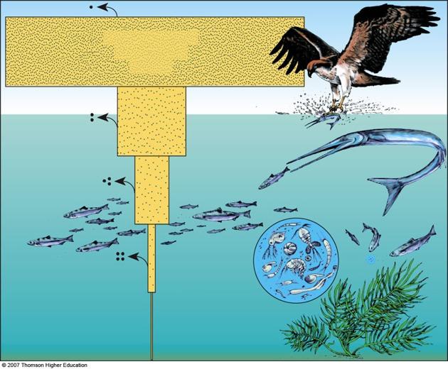DDT in fish-eating birds (ospreys) 25 ppm DDT in large fish (needle fish) 2 ppm DDT in small fish