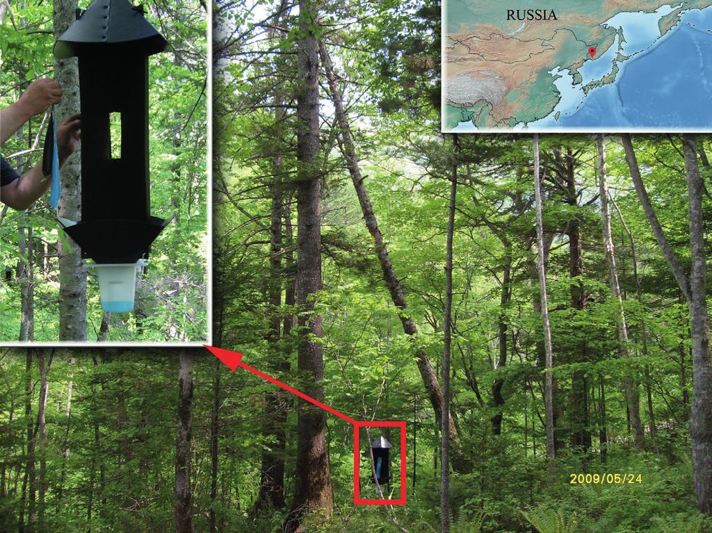 Fig. 1. Lures, trap, and the trapping site in the Russian Far East.