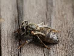 PARALYSIS VIRUSES Honey bee afflicted with a paralysis virus. Unable to fly - restricted movement.