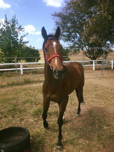 Once he is ready he will commence pre-training. Dodge will begin with 2 weeks of light lunging work teaching him to be round and soft on the bridle and learn to use his hind end.