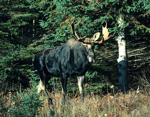 Ontario s Moose Project Ontario s moose population is generally healthy and continues to support world-class viewing and hunting opportunities each year.