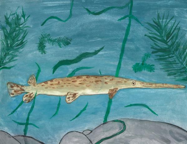 In 2012, students were to provide a drawing of either a Chinook salmon or
