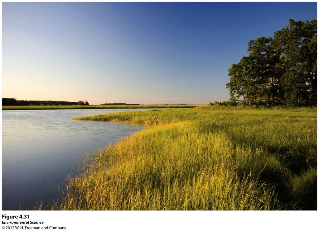 Salt Marshes Found along the coast in temperate climates and contain non woody