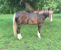 Taz can be rode in any discipline English or western he is broke to both as well as driving single or double.he is a beautiful boy who will steal your heart and prove to be a winner in the show ring.