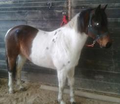 LOT 3 LIGHTNING Consignor: Bearinger, James MINIATURE STALLION Lightning is a miniature stallion born June 8th, 2015 Dewormed and halter broke.