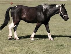 1hh - Bay 13 Year Old Bay Quarter Horse Gelding. Broke to ride. LOT 16 SAMSON CONNEMARA PONY X GELDING 5 year old black and white Connemara pony cross gelding.