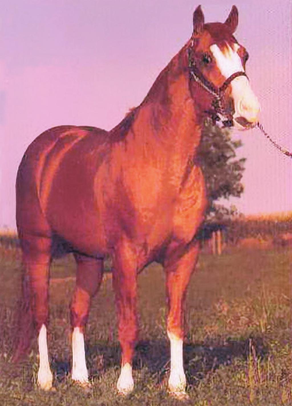 This bay quarter mare was foaled in 1976. She has no official AQHA show record.