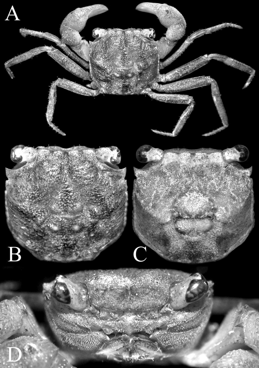 RAFFLES BULLETIN OF ZOOLOGY 2017 Fig. 9. Geosesarma faustum n. sp. A, B, D, holotype male (10.6 10.5 mm) (ZRC 2016.