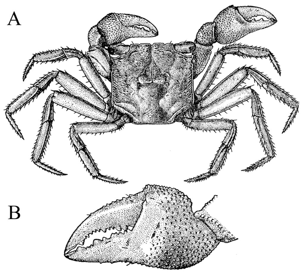 RAFFLES BULLETIN OF ZOOLOGY 2017 G1 and G2 are used for the male first and second gonopods, respectively.