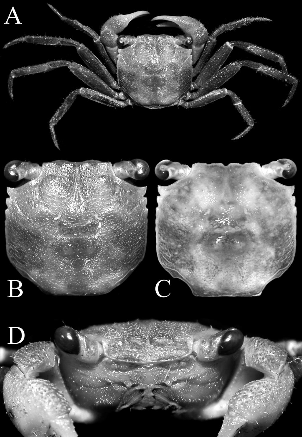 RAFFLES BULLETIN OF ZOOLOGY 2017 Fig. 3. Geosesarma foxi (Kemp, 1918), male (11.4 11.0 mm) (ZRC 2016.0598), Gunung Raya, Langkawi.