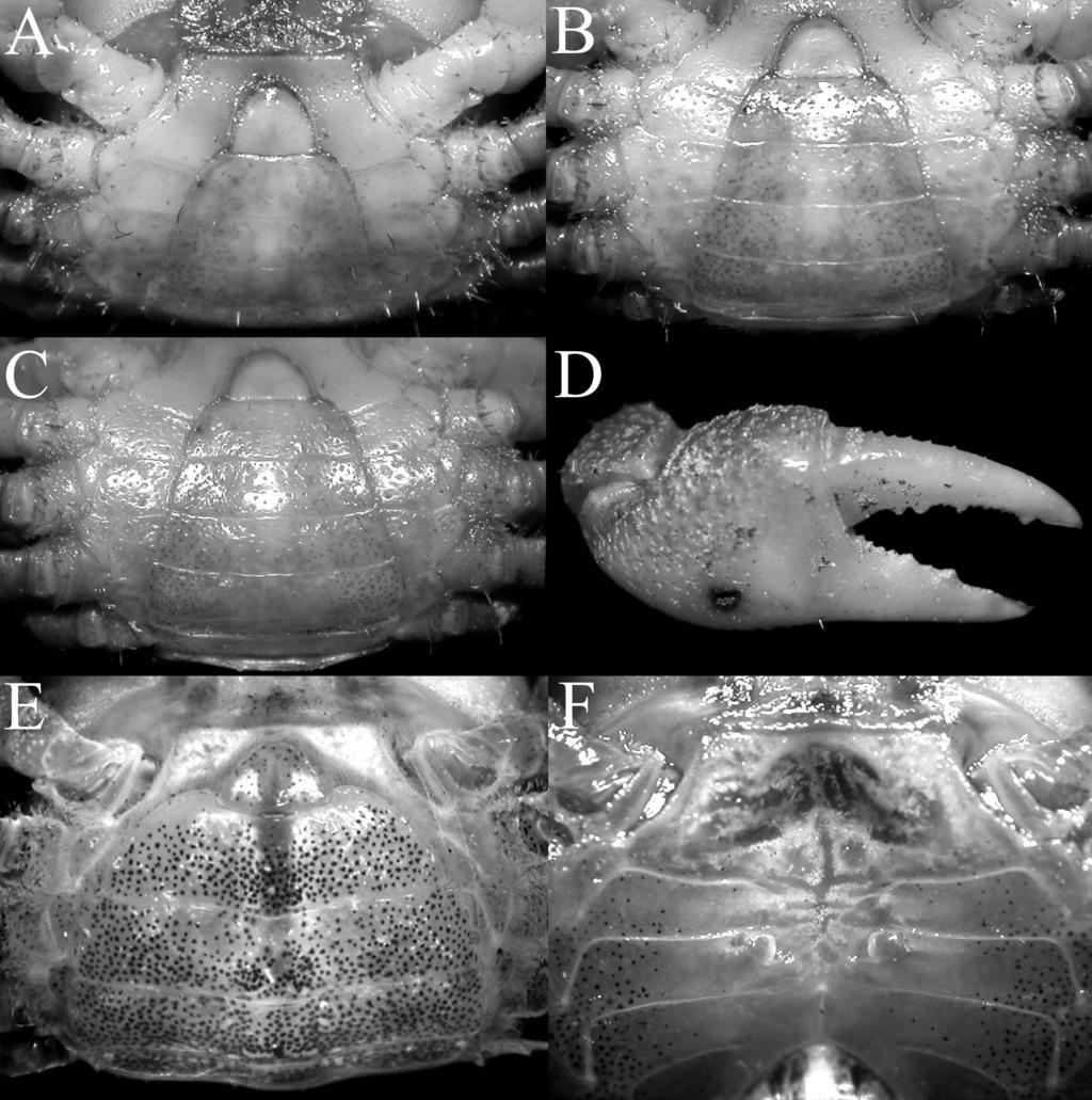 RAFFLES BULLETIN OF ZOOLOGY 2017 Fig. 5. Geosesarma foxi (Kemp, 1918). A D, male (11.4 11.0 mm) (ZRC 2016.0598); E, F, female (10.8 10.9 mm) (ZRC 2016.618). Both specimens from Gunung Raya, Langkawi.