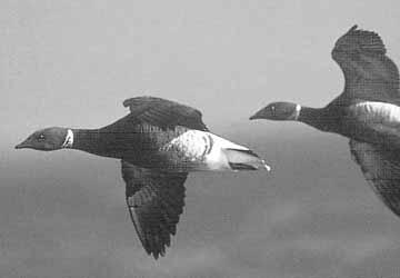 How people know about Brant As the ice breaks up, these small dark ocean geese fly north following the coast of Alaska and arrive on the Yukon coast in small numbers.