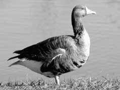 How people know about Greater White-fronted Geese Yellowlegs have distinctive markings, travel in big flocks and make distinctive sounds.