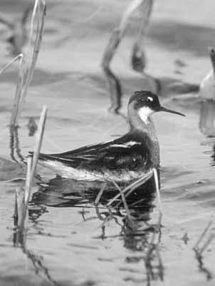 How people know about Red-necked Phalaropes Snipes have distinctive markings, and swim in circles. People know these birds and remember where and when they see them.
