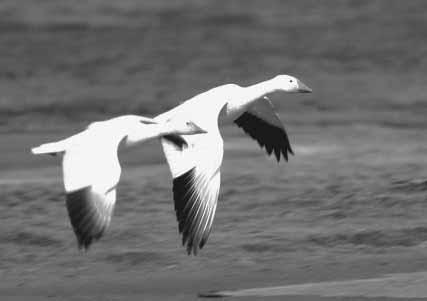 How people know about Snow Geese Snow Geese have distinctive markings, travel in big flocks and make distinctive sounds.