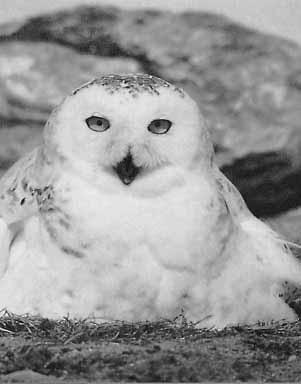 How people know about Snowy Owls White owls are distinctive and well known, but they are not seen that often. People remember sightings.