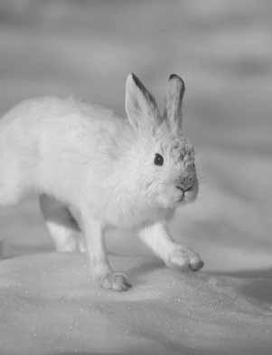 How people know about varying hares Aklavik Inuvialuit value rabbits and harvest them in small numbers during the year, mostly when and where the rabbits are abundant and it is worth the effort.