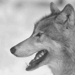 How people know about wolves Aklavik Inuvialuit pay attention to wolves. They remember and discuss sightings, dens, howling, and kills.