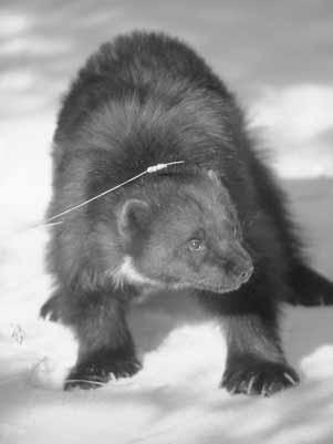 How people know about wolverine Aklavik Inuvialuit pay attention to wolverine. They remember and discuss sightings and tracks.