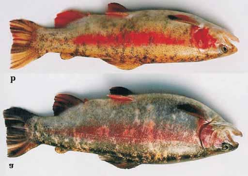 XANTORIC VARIETY OF RAINBOW TROUT: STUDIES OF INHERITANCE... 41 Fig. 11. Mottled daughters of the Mottled female M obtained through meiotic gynogenesis.