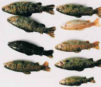 XANTORIC VARIETY OF RAINBOW TROUT: STUDIES OF