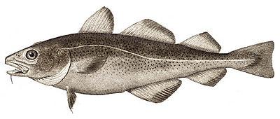 PETITION FOR IMMEDIATE AND PERMANENT RULEMAKING TO PROHIBIT FISHING FOR GULF OF MAINE COD UNTIL INCIDENTAL MORTALITY DOES NOT EXCEED THE ACCEPTABLE