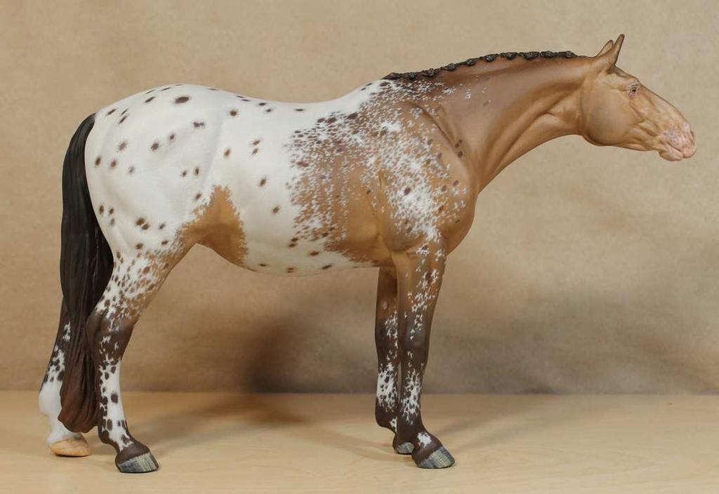 On the darker areas of the horse it is helpful to step ahead a bit and start coloring Flank Area: The edges of this type of Appaloosa marking are very sparse groups of white hairs but they are not