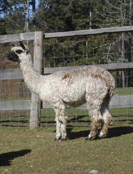 This alpaca is actually genetically the dark color, with a white spotting pattern that covers 95% of the body HOWEVER, this pattern is