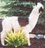 for appaloosas This pattern often accompanies a piebald pattern in colored alpacas, and is to be suspected in piebalds with balanced