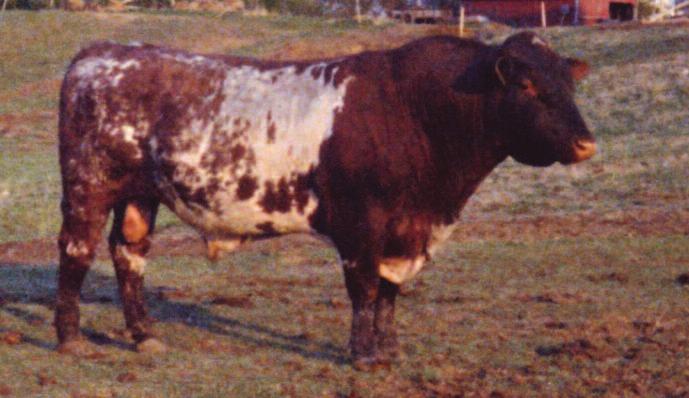 These genetics offered major improvements in some areas which the Alexanders felt their Shorthorns were lacking and became the second Shorthorn breeder in North America to import Irish cattle.