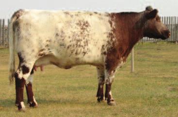 Once, a buyer came to buy a Charolais bull and asked what I wanted for a specific Shorthorn bull, Grant relays. I priced the bull high since I wanted to keep him.