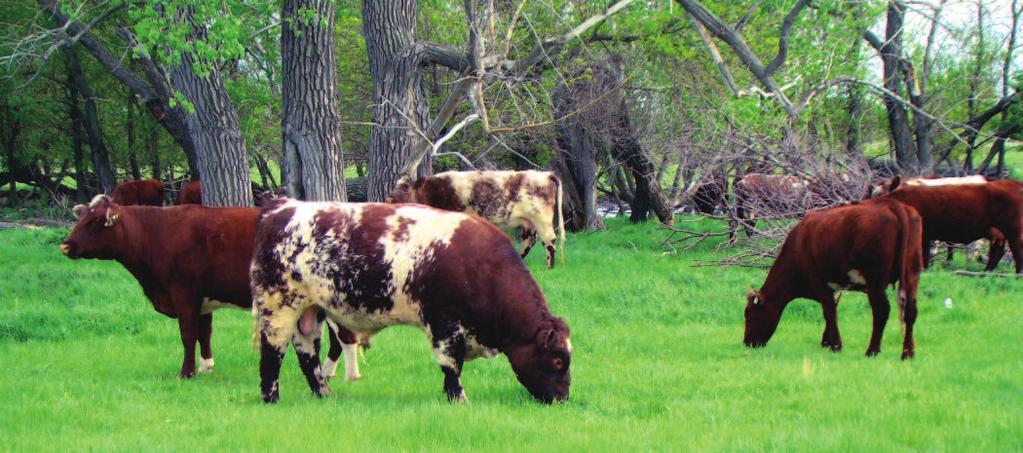 HC FL Touchdown 123T is one of the Horseshoe Creek herd bulls working the pasture. He is an easy calving sire with all of his calves being born unassisted and weighing 85 lbs or less at birth.