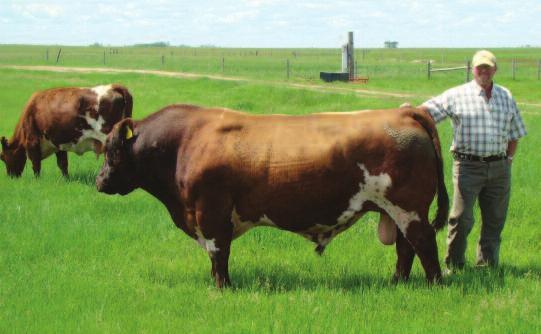 18 embryos resulted in 17 pregnancies which resulted in 18 heifer calves (identical heifer calves came from an embryo that split).
