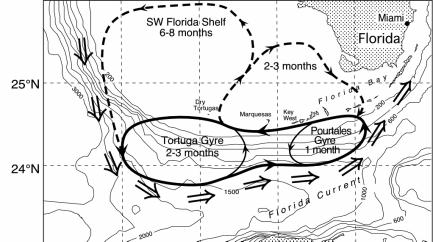 Current in the eastern Gulf of Mexico and the Florida Current in the Straits of Florida, as well as by the system of eddies that form and travel along the boundary of these currents.