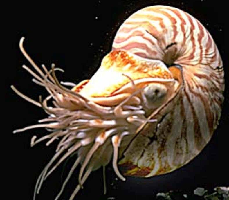 Chambered Nautilus * Has an exterior shell * Lives in the outer chamber of the shell * Secretes gas into the other chambers to adjust buoyancy NAUTILUS Economic