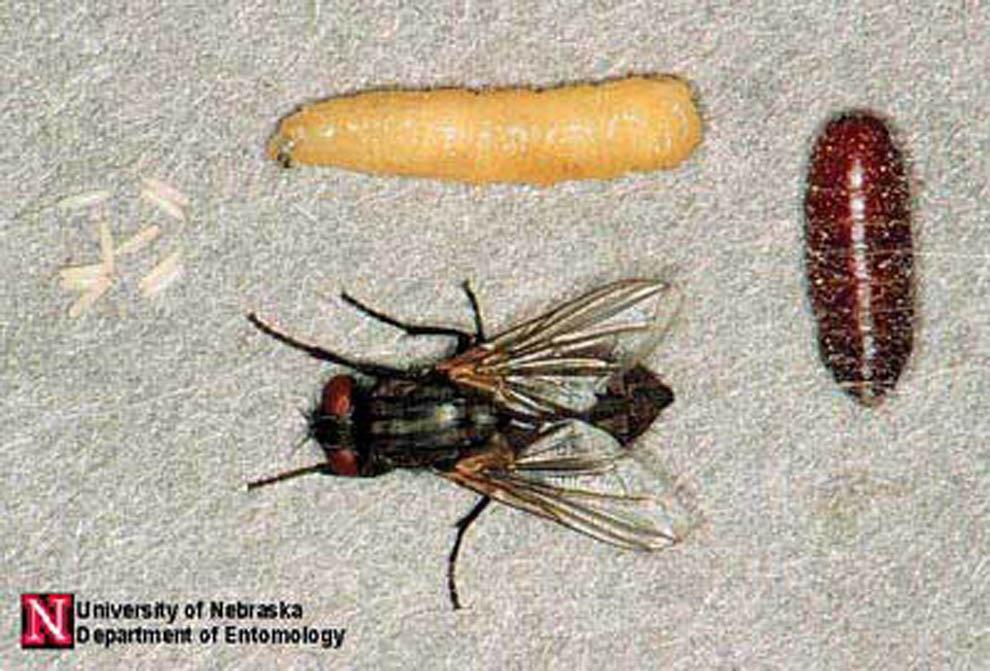 House fly, Musca domestica Linnaeus 2 Figure 1. Life cycle of the house fly, Musca domestica Linnaeus. Clockwise from upper left: eggs, larva, pupa, adult.